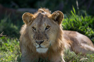 Pendo La Safaris Africa