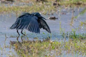 Lake Manyara National park