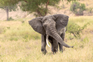 Africa Safari tours