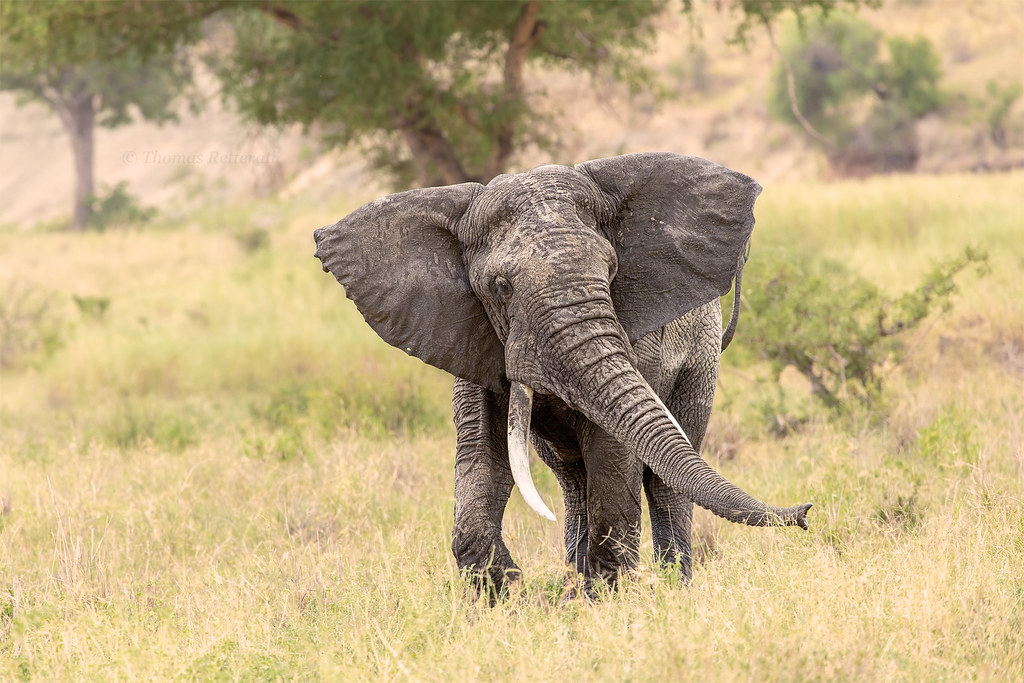 Africa Safari tours