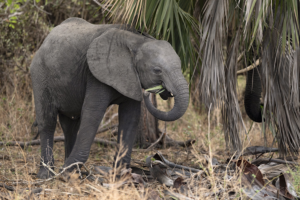Nyerere National Park