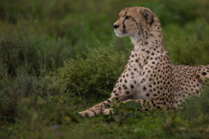 Serengeti National Park